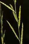 Tapertip cupgrass